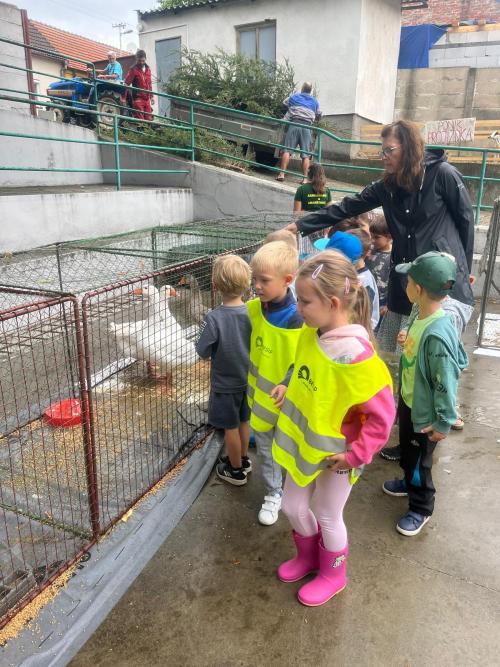 Výstava ovoce, zeleniny a zvířat 